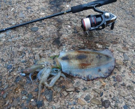 越前エギング、連発なしだがサイズ良し